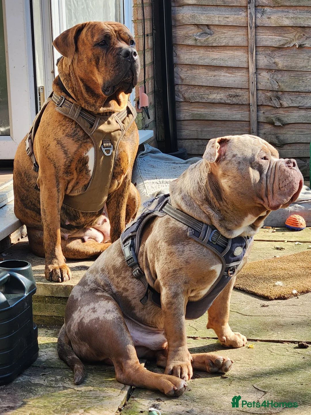 American Bully dogs for stud: AMERICAN POCKET BULLY STUD - Advert 2