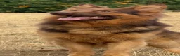 German Shepherd dogs for stud: PROVEN MASSIVE LIVER AND TAN GERMAN SHEPHERD STUD! - Advert 5