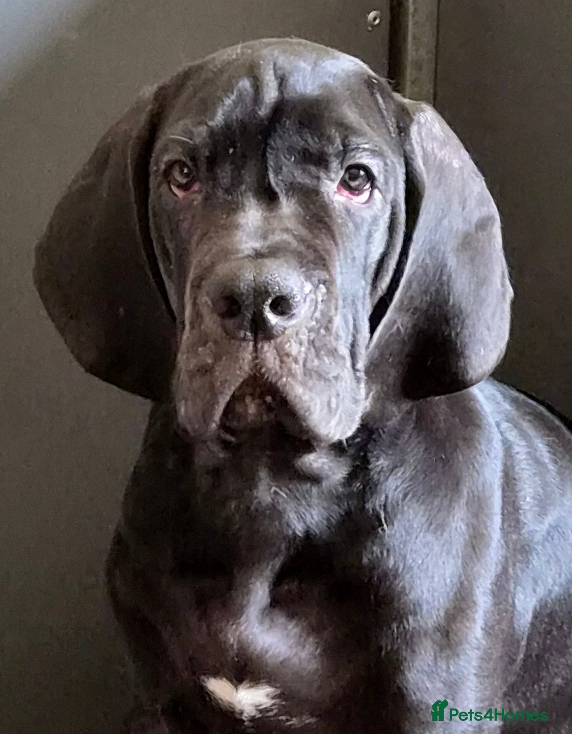 Great Dane dogs KC REG. READY NEXT WEEK, FULLY VACCINATED  - Advert 5