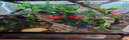 Gecko reptiles for sale: Crested gecko exo terra pro in Burton-on-Trent - Advert 10