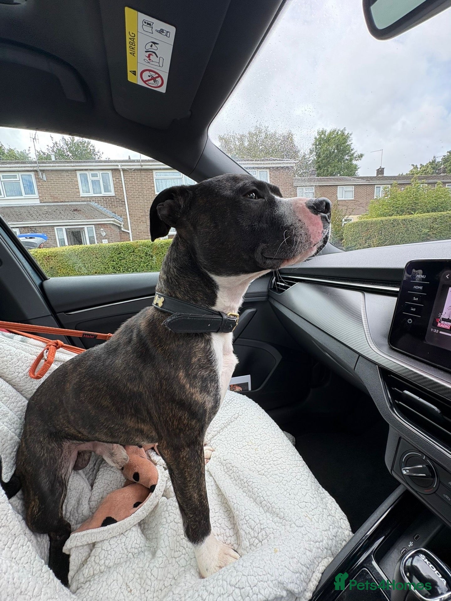 Staffordshire Bull Terrier dogs TULLY is now URGENT ❤️🐾 - Advert 4