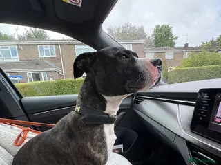Staffordshire Bull Terrier dogs TULLY is now URGENT ❤️🐾 - Advert 4