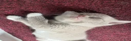 Mixed Breed cats for sale: 2 kittens for sale  in London - Advert 5