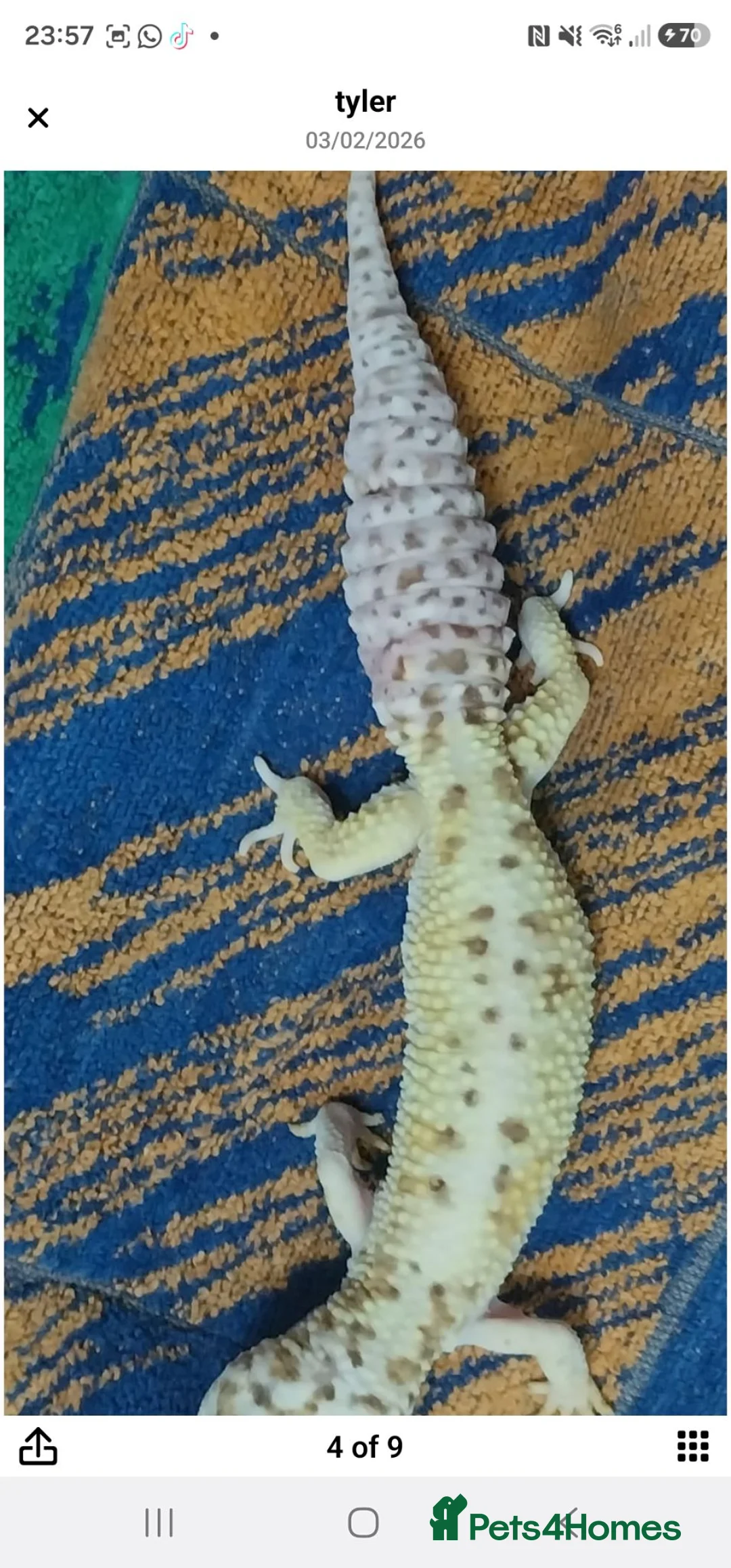 Leopard Gecko reptiles for sale: 3 leopard geckos+full setup - Advert 10