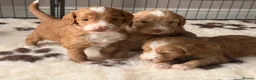 Mixed Breed dogs for sale: Stunning Australian Labradoodle Puppies  - Advert 2