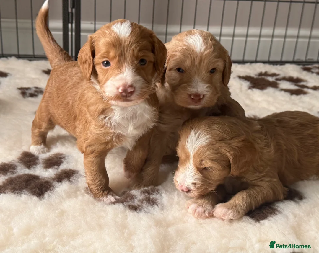 Mixed Breed dogs for sale: Stunning Australian Labradoodle Puppies  - Advert 2