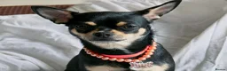 Chihuahua dogs for sale: Pepe and Coco are looking for a new home in London - Advert 4