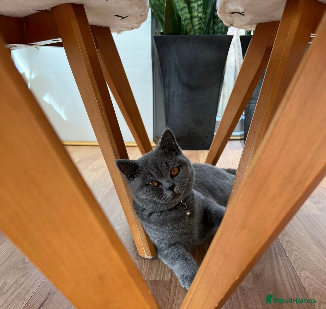 British Shorthair cats for sale: Lovely GCCF Active Queen – Ready for Her New Home - Advert 5