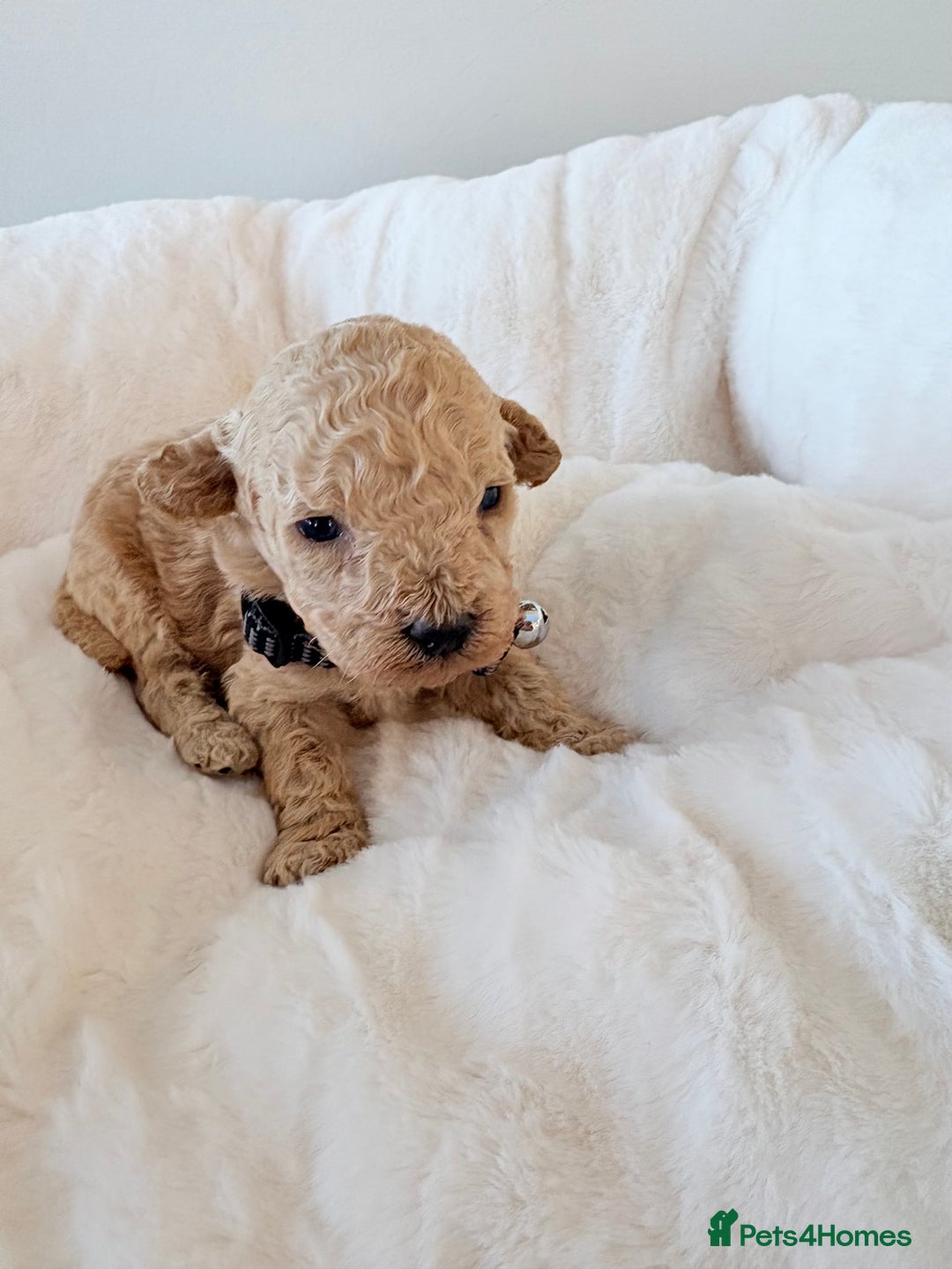 Cockapoo dogs for sale: F1B cockapoo puppies  - Advert 5