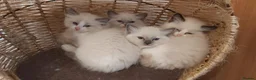 Ragdoll cats for sale: RAGDOLL BOY BLUE POINT BLUE EYES  - Advert 15