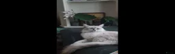 Ragdoll cats for sale: British short hair & ragdoll x - Advert 8