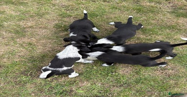 Mixed Breed dogs - Advert 1
