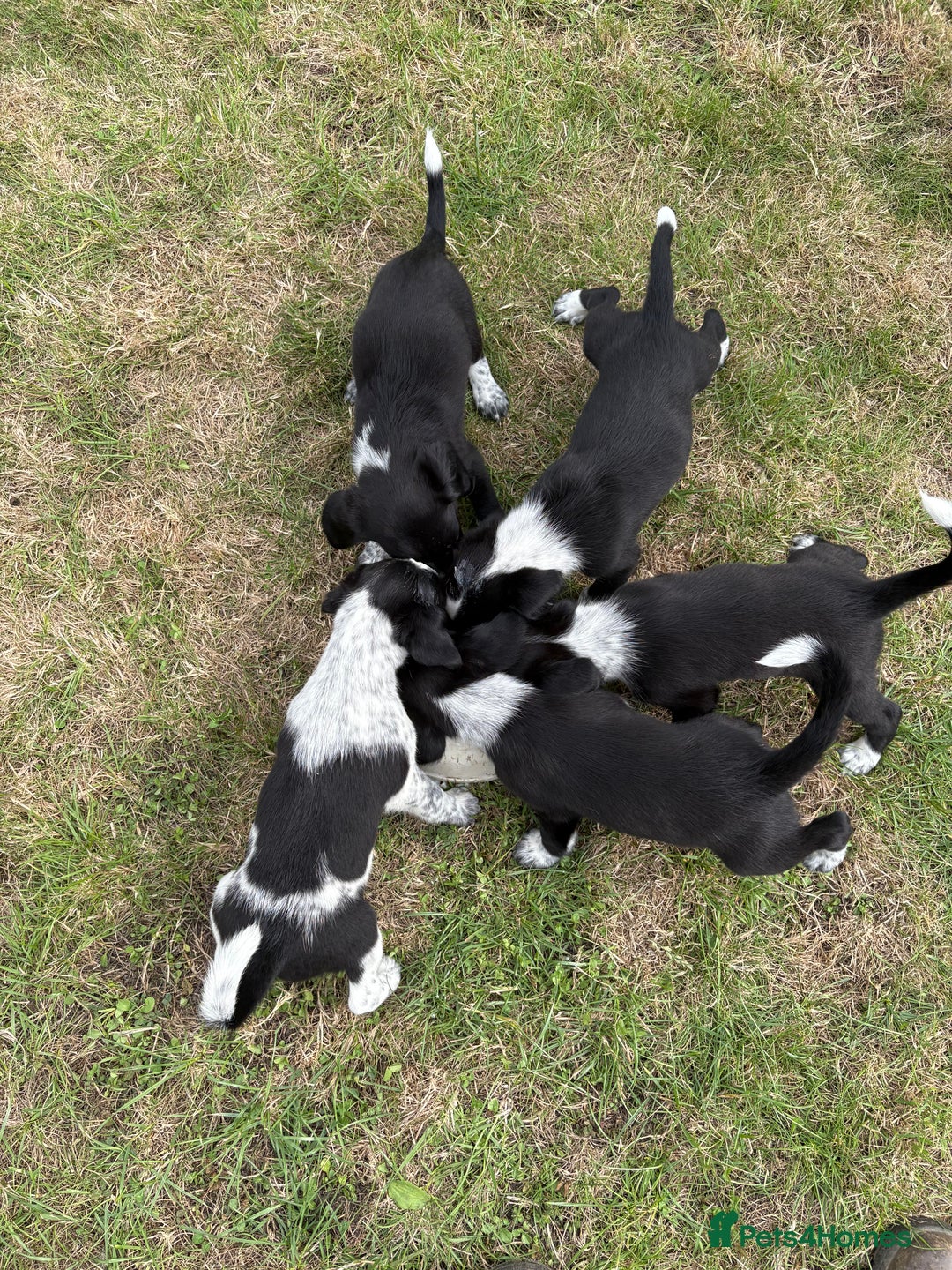 Mixed Breed dogs for sale: Sprollie puppies for sale  - Image 2