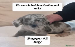 Mixed Breed dogs for sale: Frenchie/Dachshund puppies - Image 13