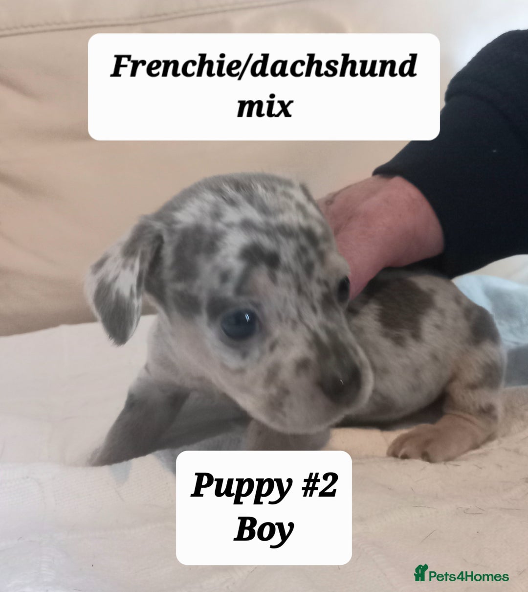 Mixed Breed dogs for sale: Frenchie/Dachshund puppies - Image 13