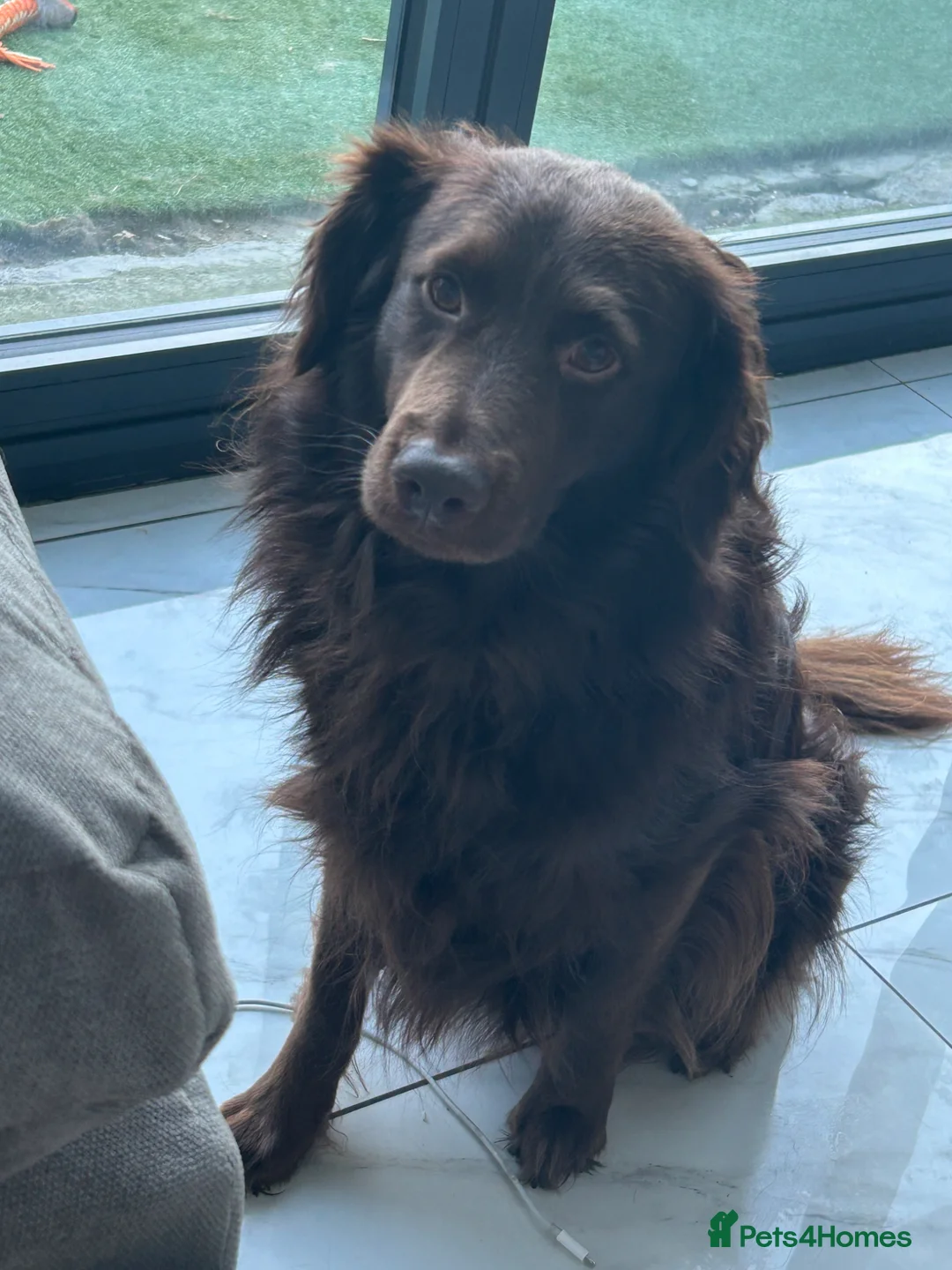 Cockapoo dogs for sale: Coco. - Advert 1