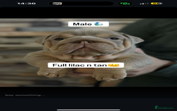 English Bulldog dogs for sale: 🐶🔥 English Bulldogs ready to go 🔥🐶 REDUCED!! - Image 8