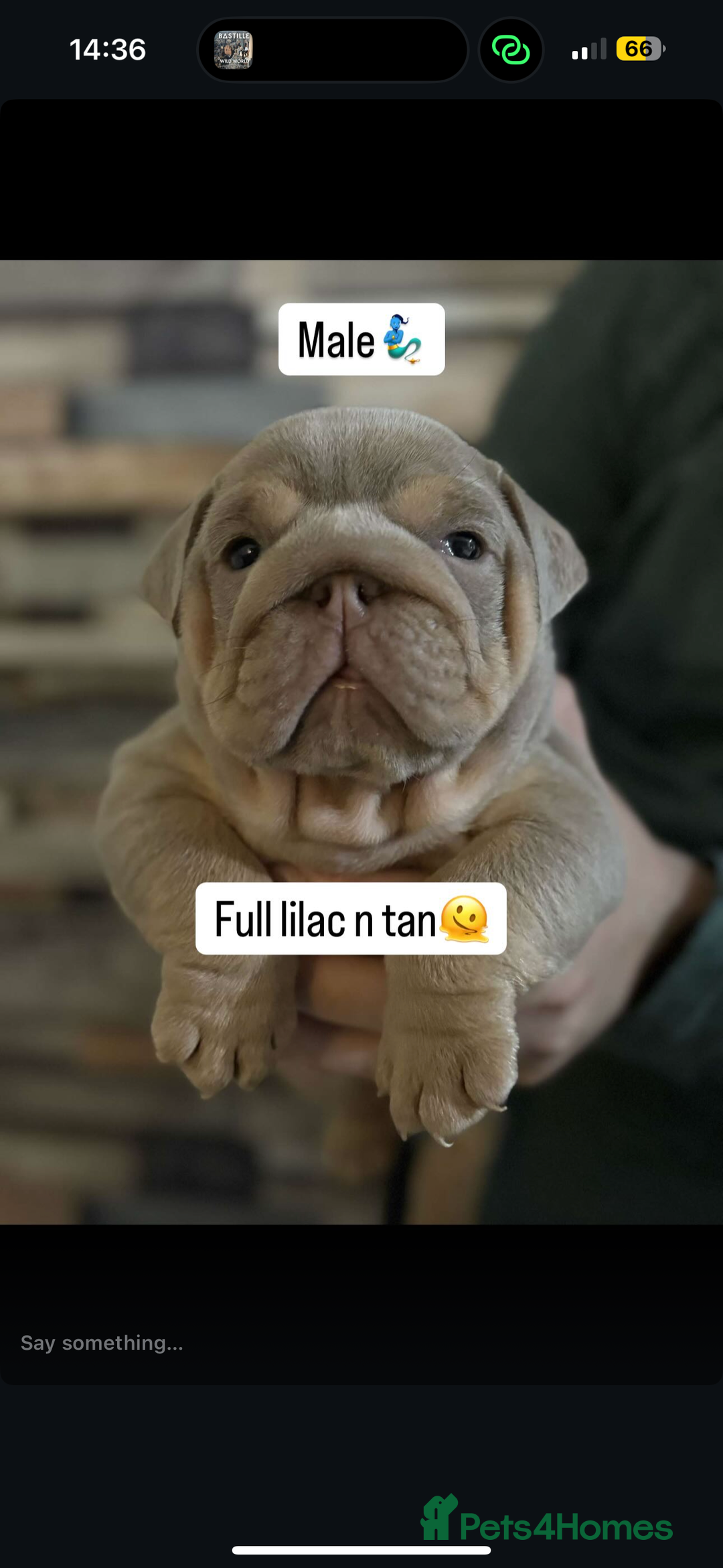 English Bulldog dogs for sale: 🐶🔥 English Bulldogs ready to go 🔥🐶 REDUCED!! - Image 8