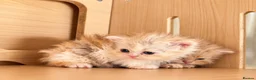 Selkirk Rex cats for sale: Beautiful litter of longhair Selkirk Rex kittens - Advert 18