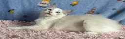 Ragdoll cats for sale: Beautiful Tica Registered Kittens Ragdoll - Advert 7