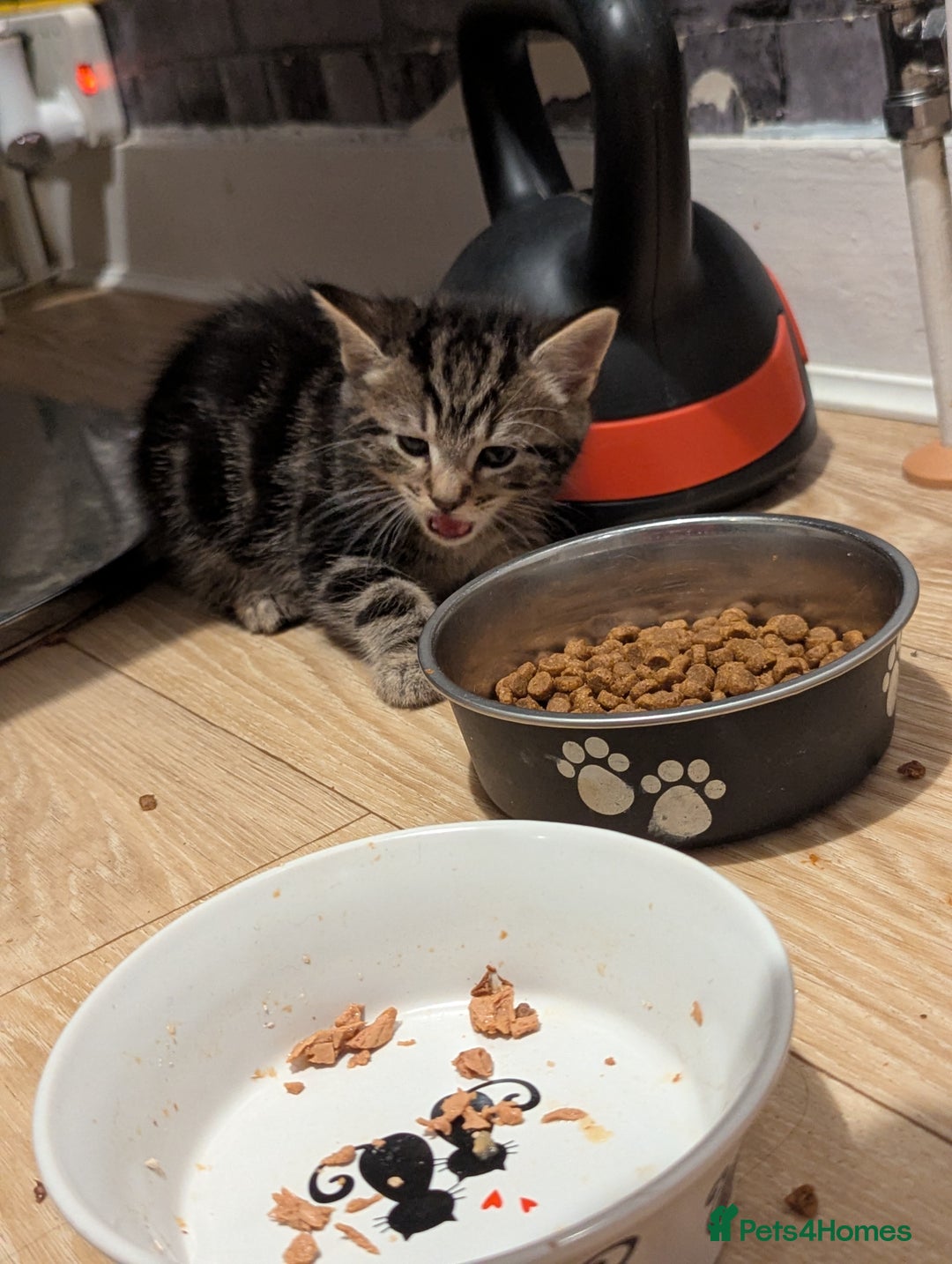 Bombay cats for sale: Beautiful kittens perfect for  **   ** s  - Advert 25