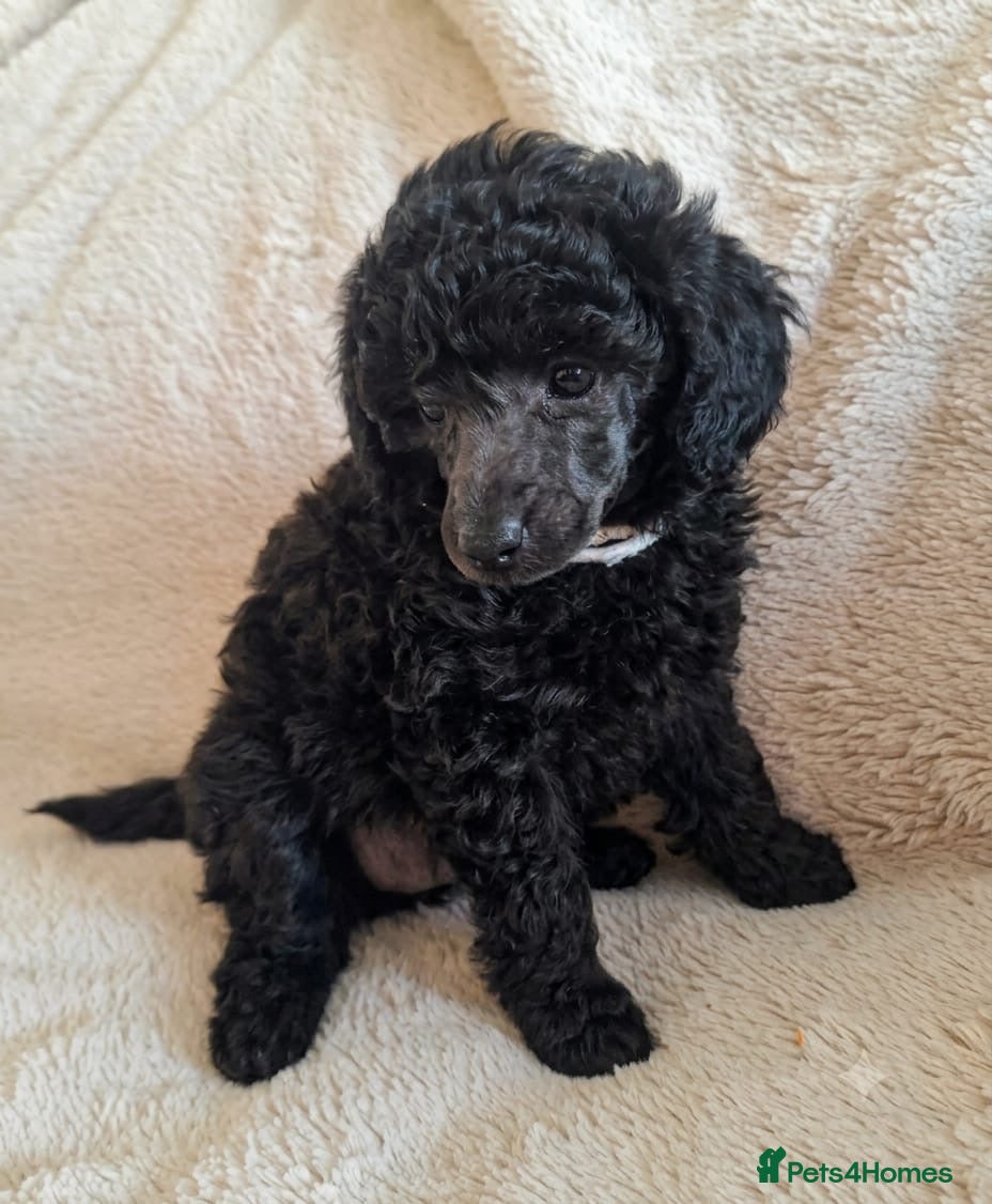 Miniature Poodle dogs Adorable kc reg miniature poodles - Advert 2