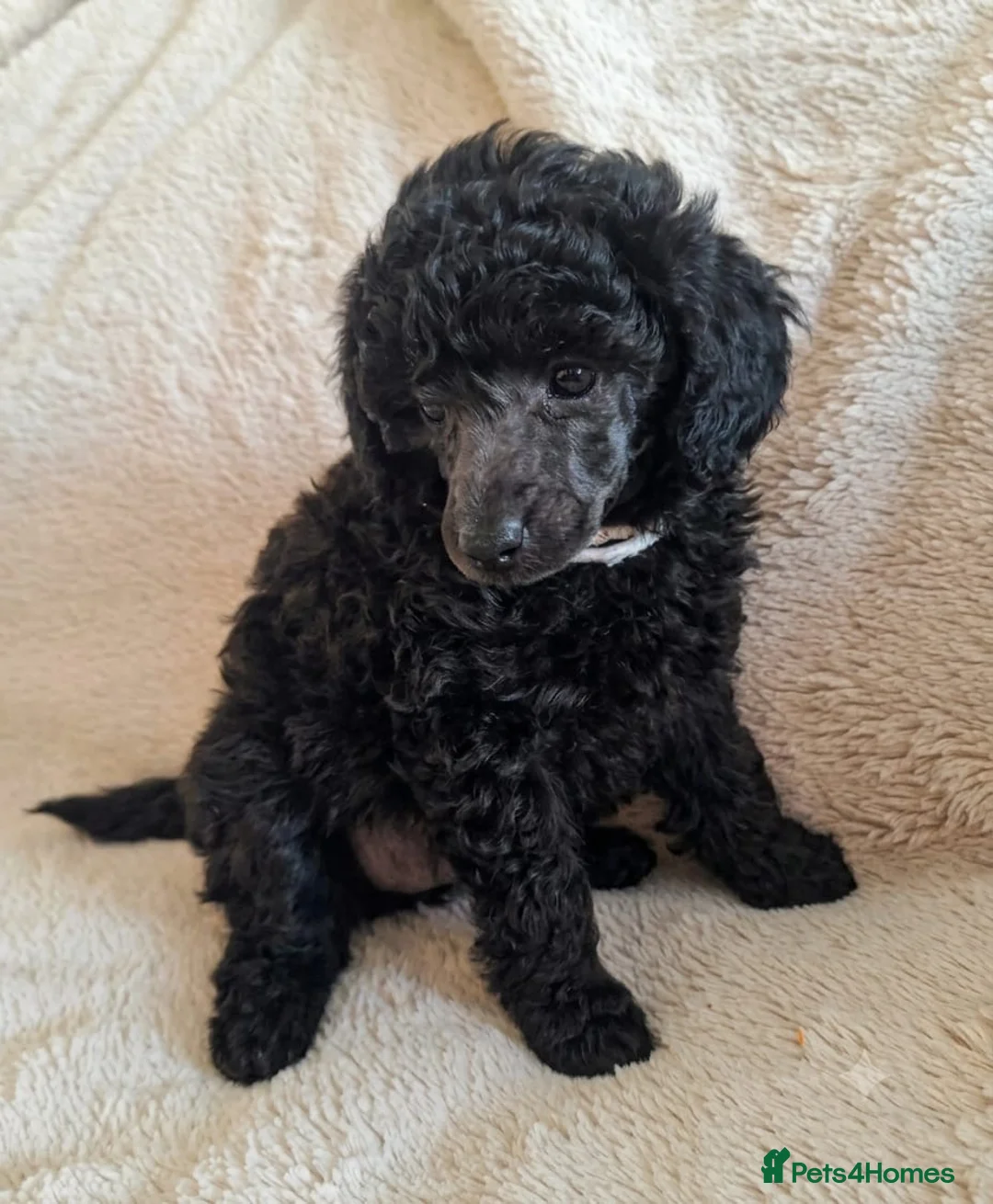 Miniature Poodle dogs for sale: Adorable kc reg miniature poodles - Advert 2