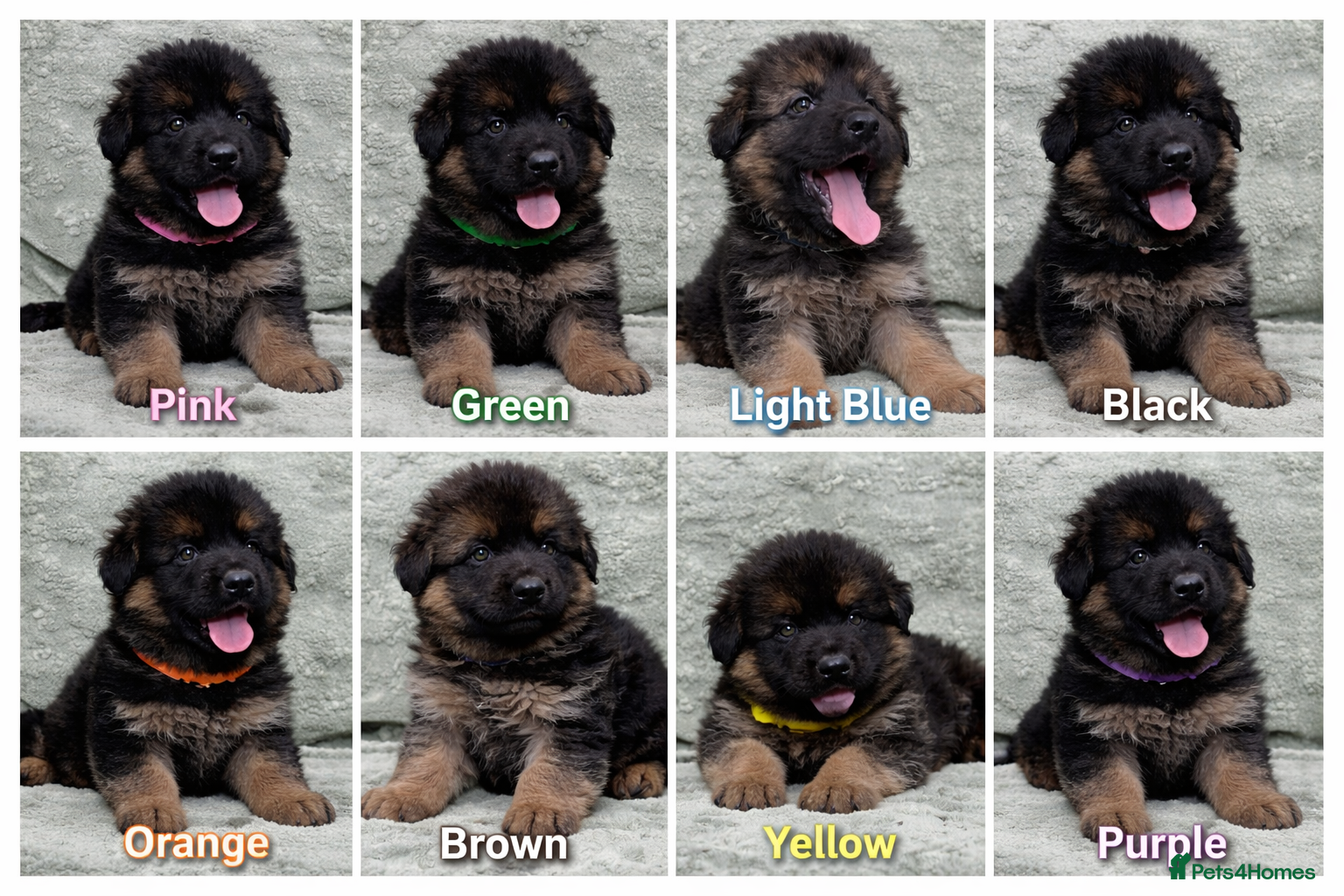 German Shepherd dogs Beautiful German Shepherd Puppies Kc Registered  - Advert 4