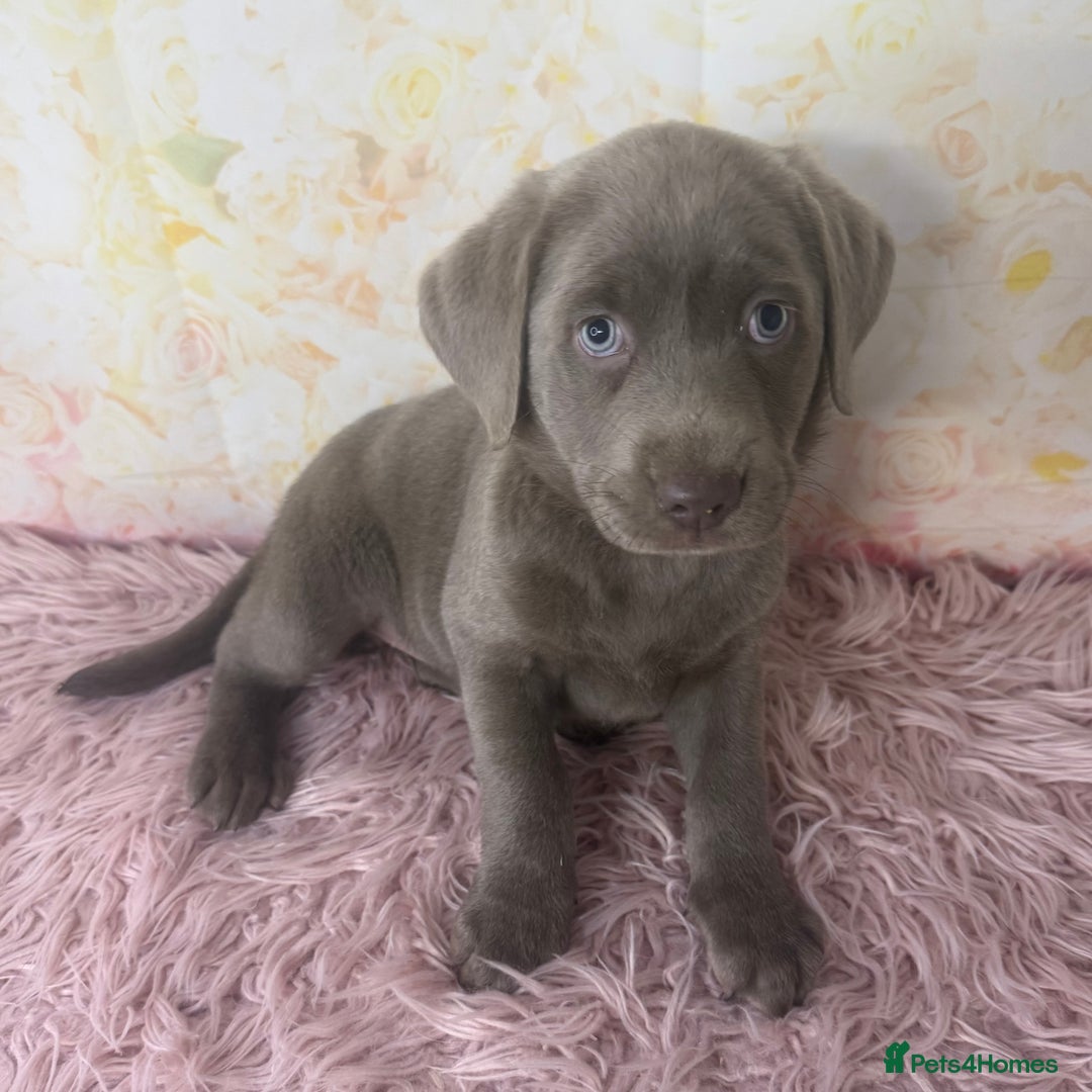 Labrador Retriever dogs for sale: 🩶  Stunning Silver Labradors 🩶 in Market Rasen - Image 11