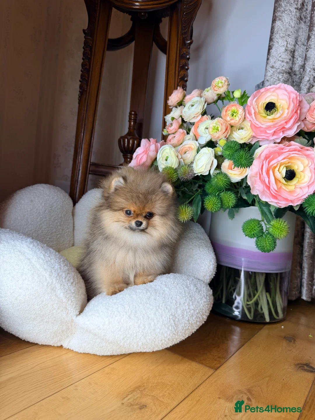 Pomeranian dogs for sale: Orange teddy bear type Pomeranian boy and girl - Advert 4