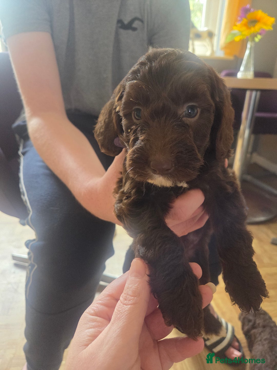 Cockapoo dogs for sale: Gorgeous Cockerpoo puppies  - Image 10