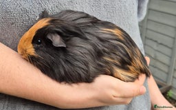 Guinea Pig rodents for sale: Young Guinea Pigs – 3 Litters Ready & Reserve - Image 4