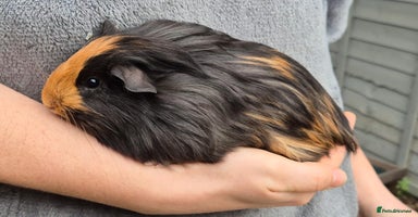 Guinea Pig rodents - Advert 4