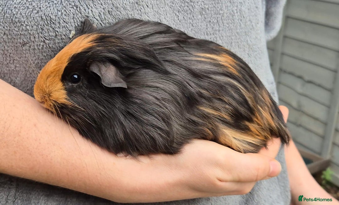 Guinea Pig rodents for sale: Young Guinea Pigs – 3 Litters Ready & Reserve - Image 4