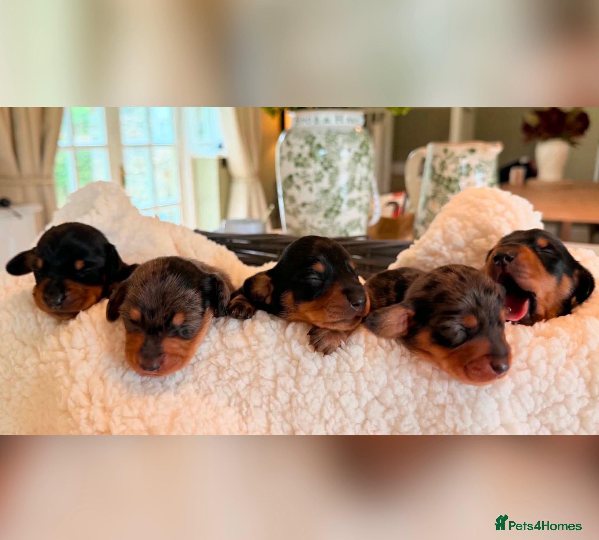 Miniature Dachshund dogs Stunning KC Registered Miniature Dachshund Puppies - Advert 1