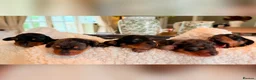 Miniature Dachshund dogs for sale: Stunning KC Registered Miniature Dachshund Puppies - Advert 1
