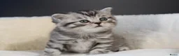 Scottish Fold cats for sale: LICENSED CATTERY, PURE BREED TOP QUALITY KITTENS - Advert 9