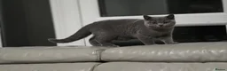 British Shorthair cats for sale: British Shorthair champion breed - Advert 4