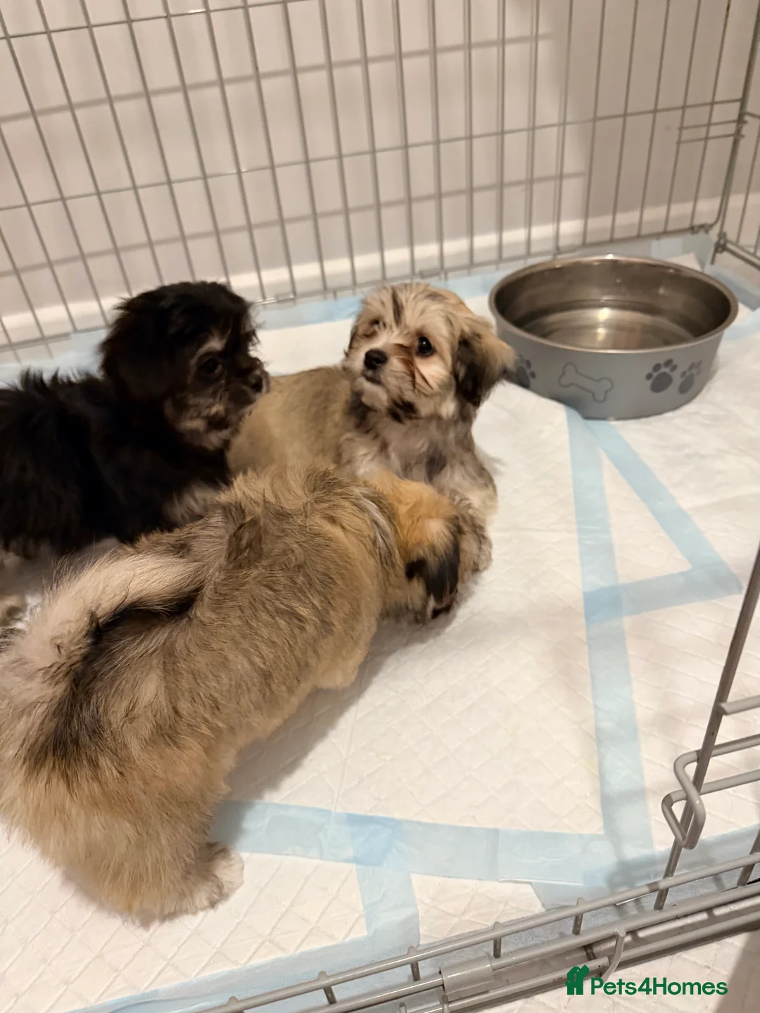 Mixed Breed dogs for sale: Ready now Malchi fluffy puppies  - Advert 10