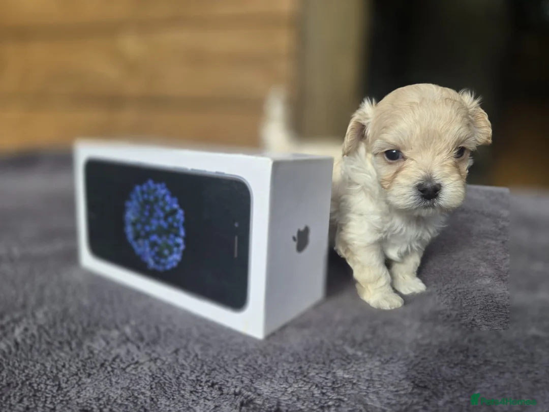 Maltipoo dogs for sale: F1🎀Maltipoo 🎀Luxury rare🎀 KC parents - Advert 8