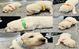 Golden Retriever dogs for sale: Cream Golden Retriever Puppies  - Image 14