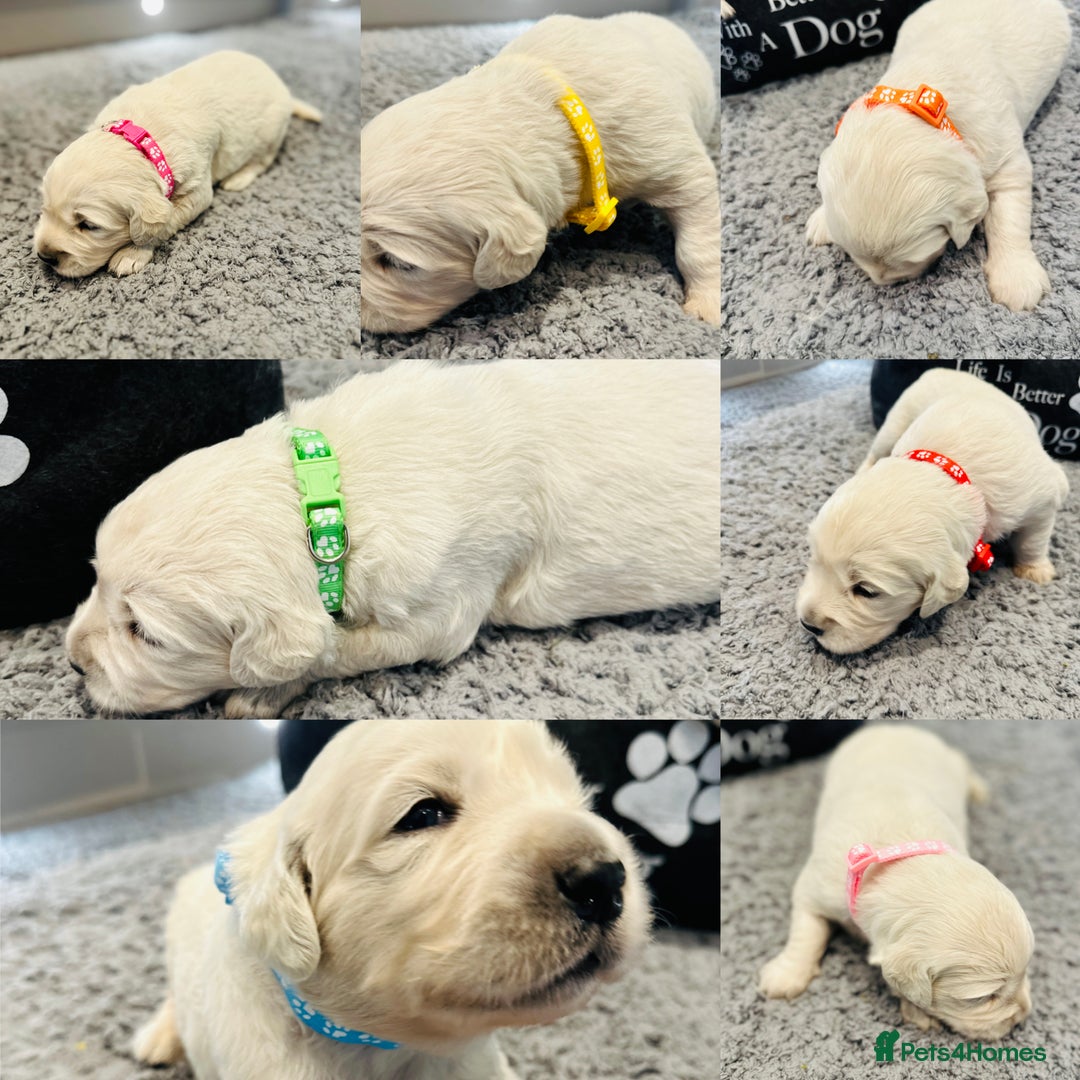 Golden Retriever dogs for sale: Cream Golden Retriever Puppies  - Image 14