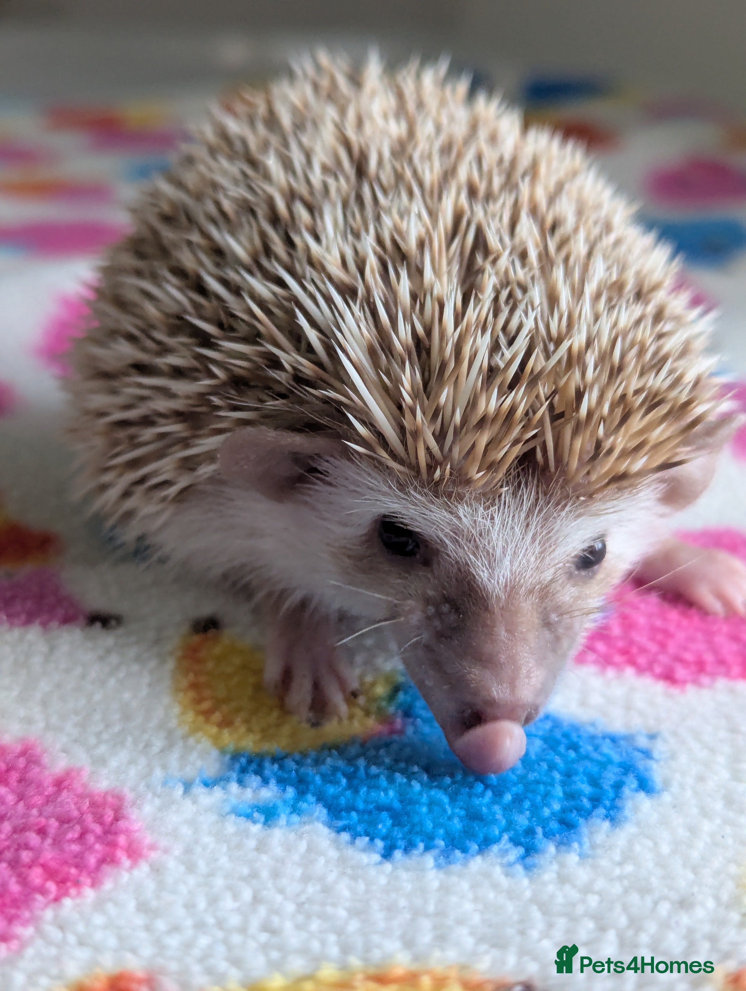Pygmy Hedgehog rodents Beautiful Baby Hoglets/Ready Now - Advert 12