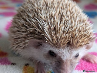 Pygmy Hedgehog rodents Beautiful Baby Hoglets/Ready Now - Advert 12