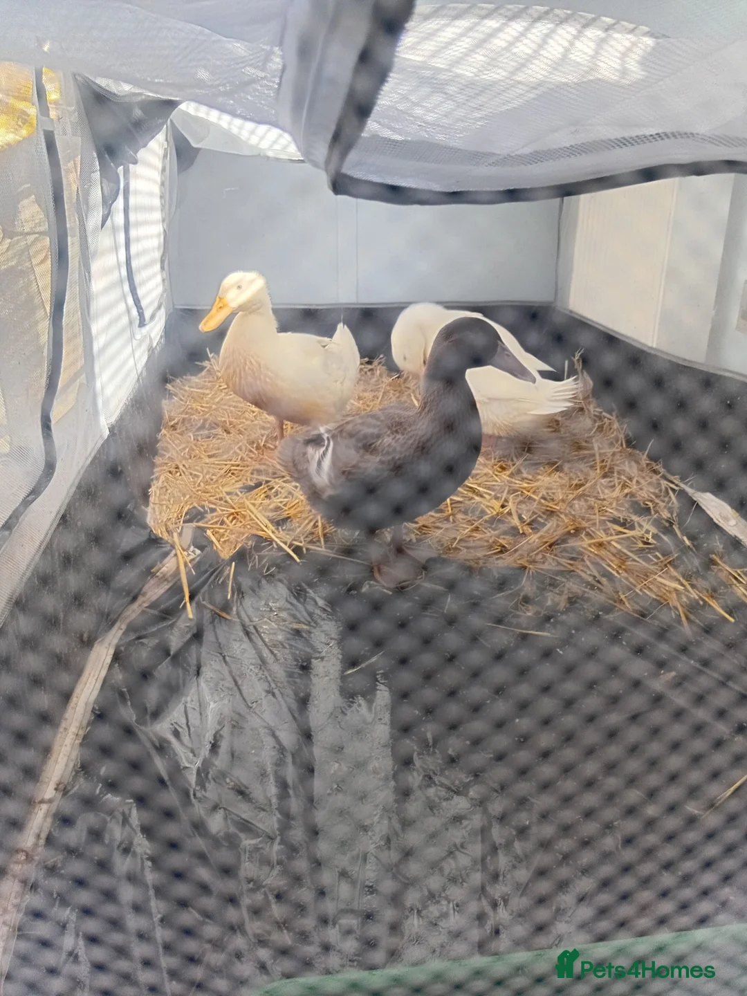 Ducks poultry for sale: Ducks free to good home  in Colchester - Advert 1