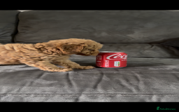 Toy Poodle dogs for sale: Stunning toy poodles  - Image 33