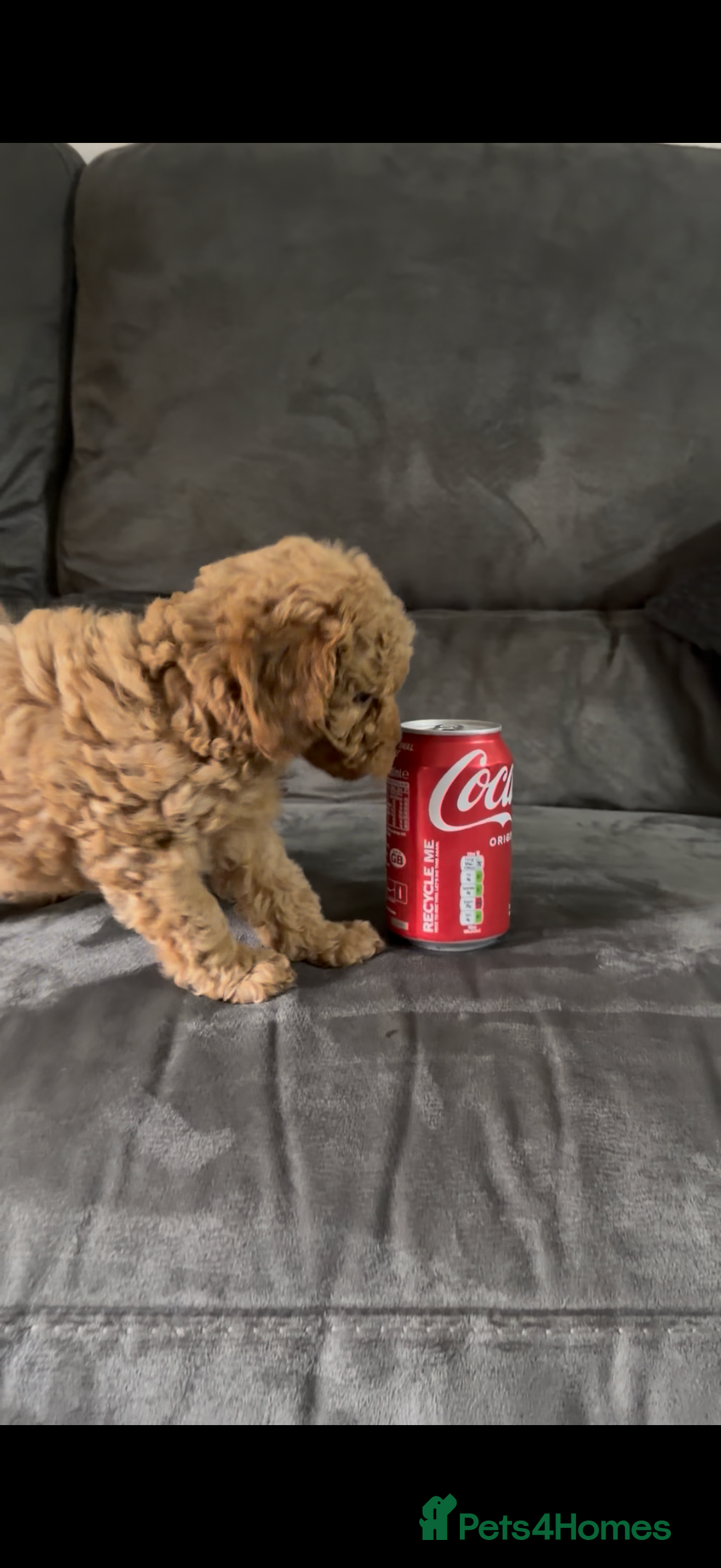 Toy Poodle dogs for sale: Stunning toy poodles  - Image 33