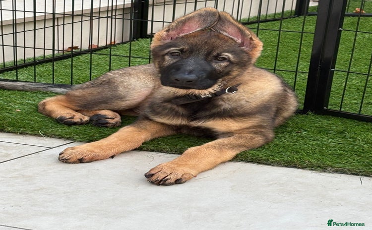 German Shepherd dogs - Advert 16