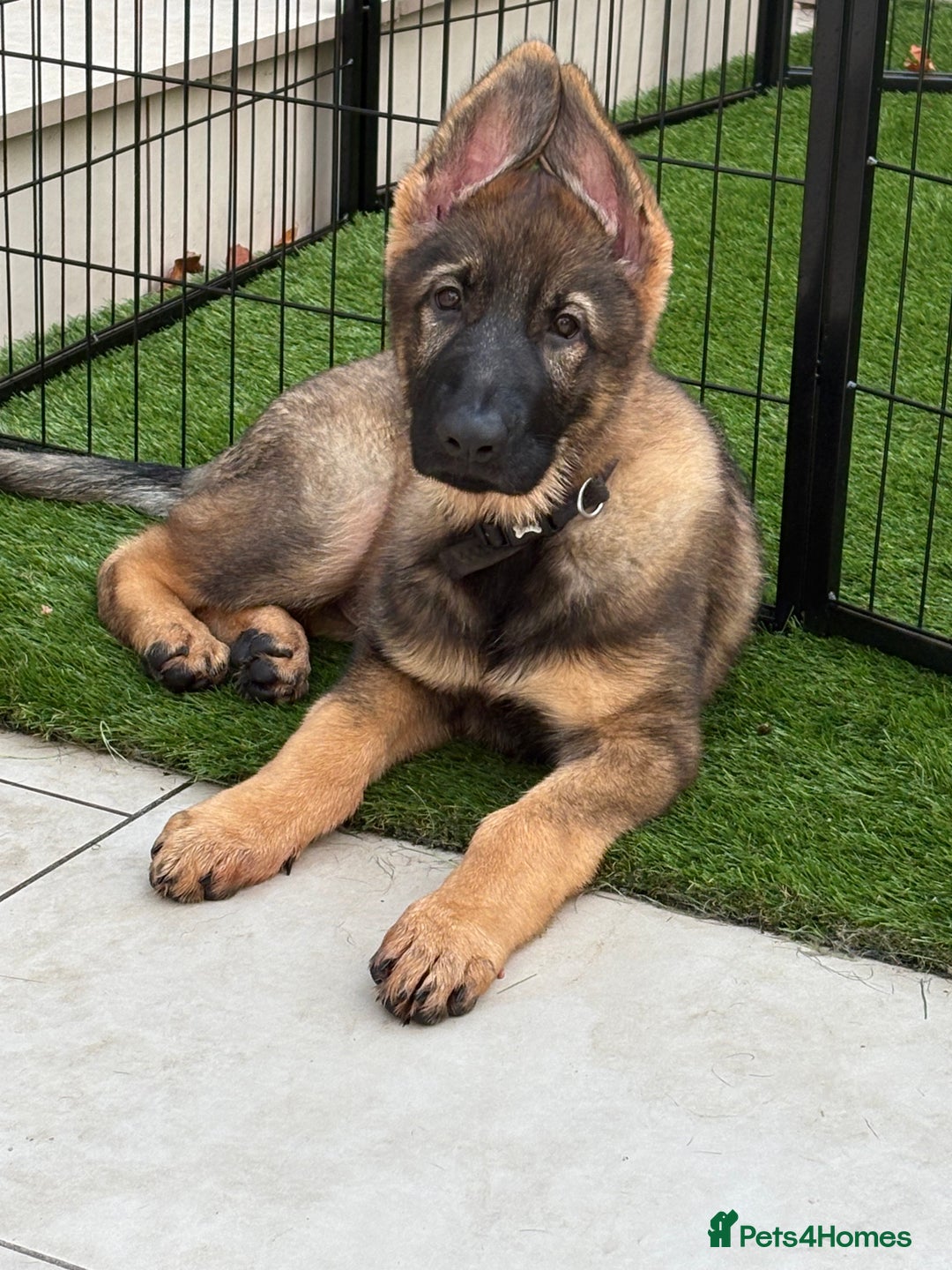 German Shepherd dogs for sale: Health Tested Puppy  - Image 1