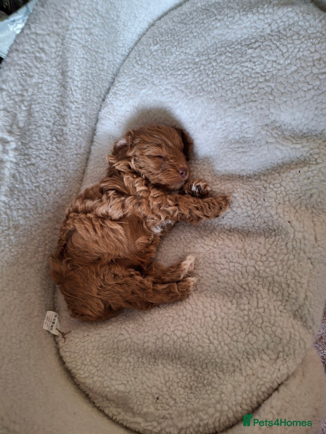 Cockapoo dogs for sale: Cockapoo - Image 5